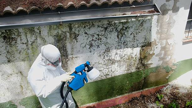 Trusted Mold Remediation service in Rockville, MD - Cheap Mold Removal